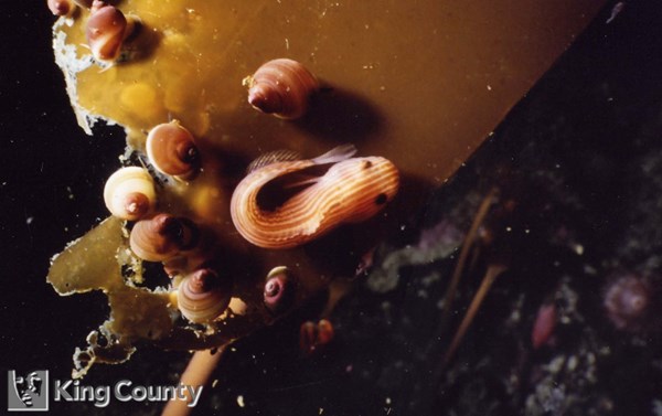 Photo of Snailfish - Liparis pulchellus